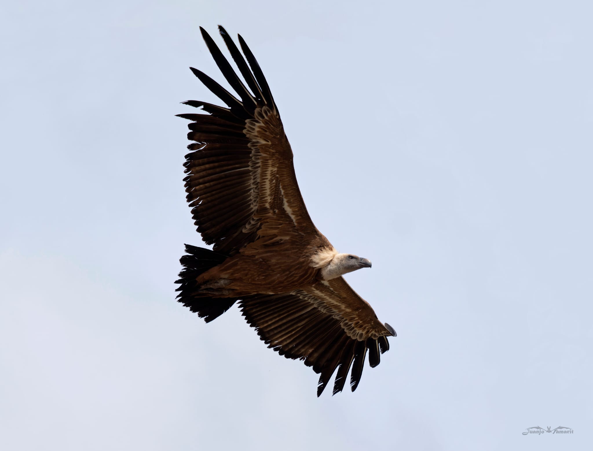 Gyps fulvus