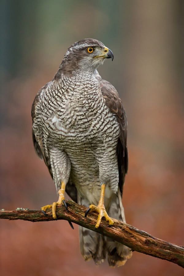 Accipiter gentilis