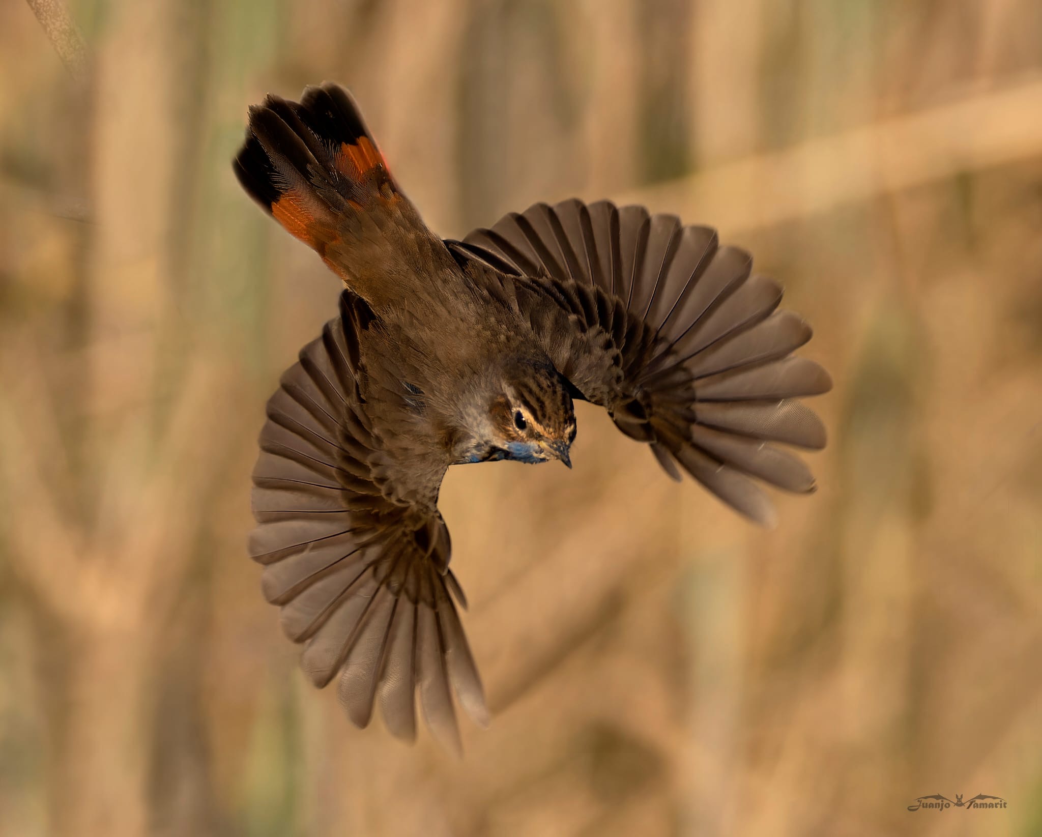 Luscinia svecica