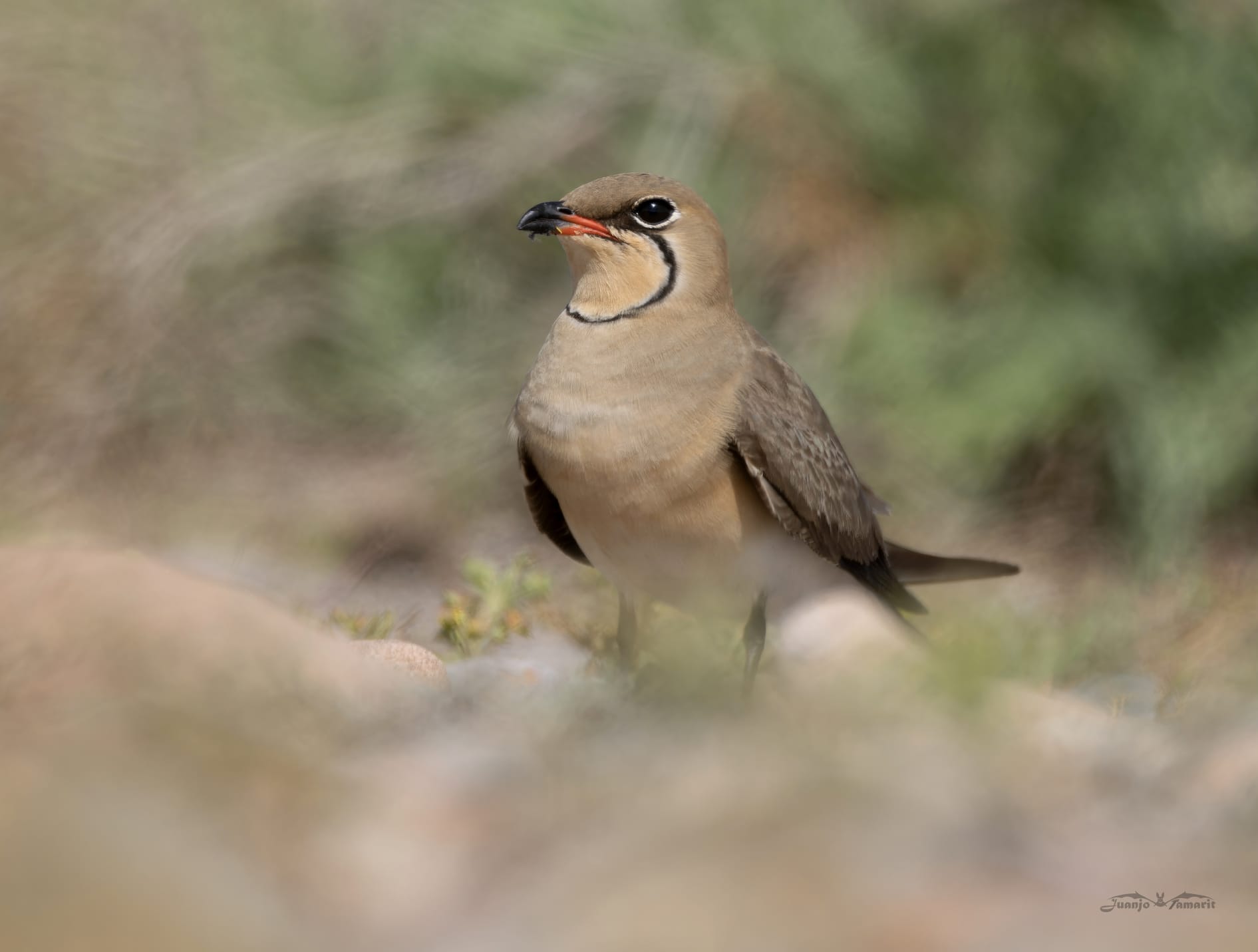 Glareola pratincola